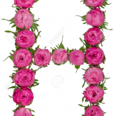 79458064-alphabet-lettre-h-de-fleurs-de-roses-isole-sur-fond-blanc.jpg